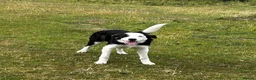 Border Collie dogs for sale: 8 month old Border Collie Male - Advert 3