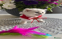 Scottish Fold cats for sale: 2 Scottish Girls  - Image 9