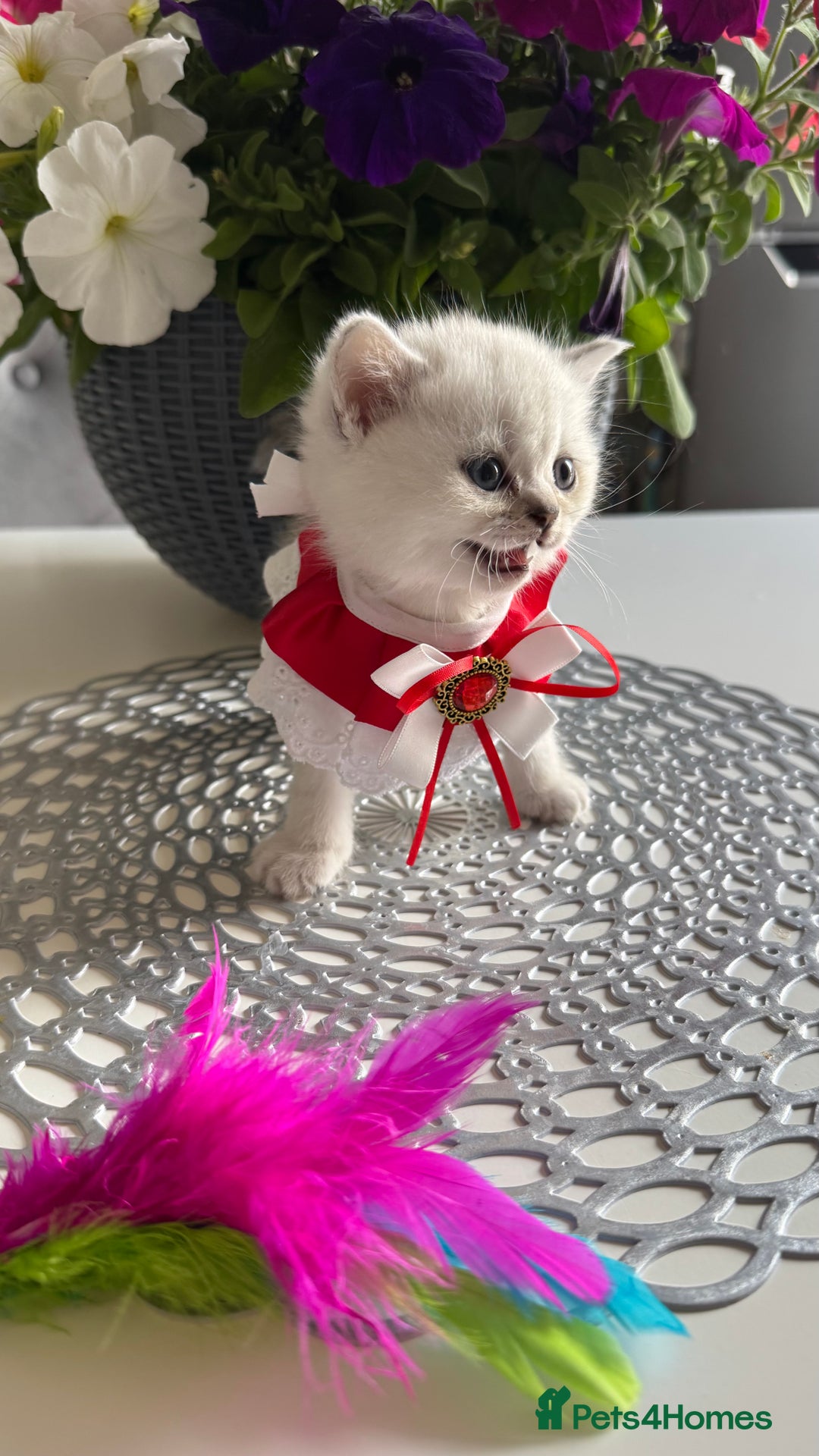 Scottish Fold cats for sale: 2 Scottish Girls  - Image 9