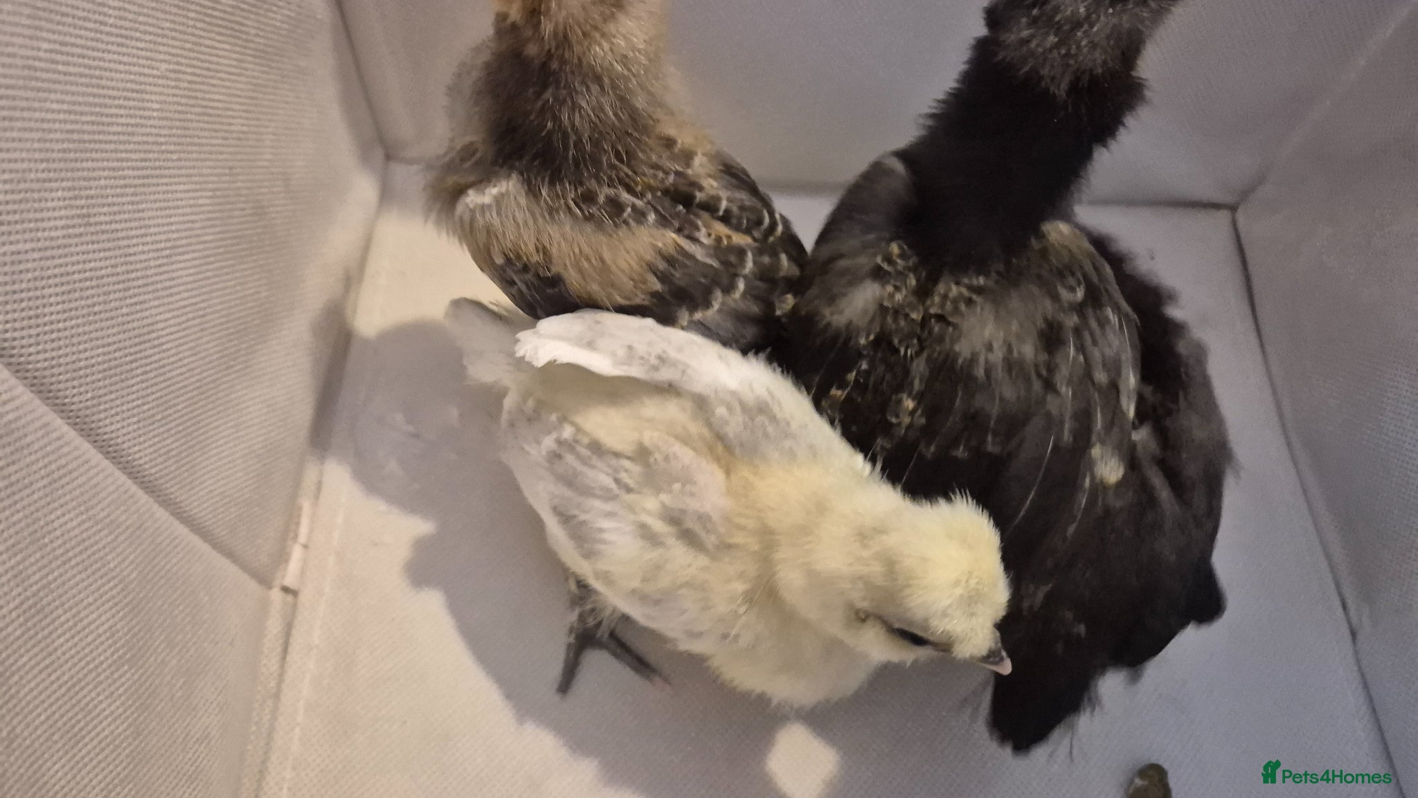 Chickens poultry 2 chicks available. 1 polskie, 1 polish  - Advert 1