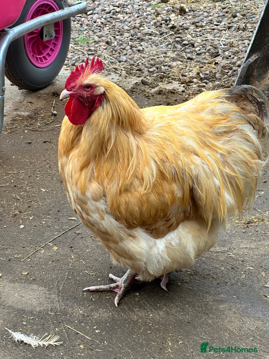 Chickens poultry for sale: Pure Breed Large Fowl Buff Orpington Cockerels - Advert 2