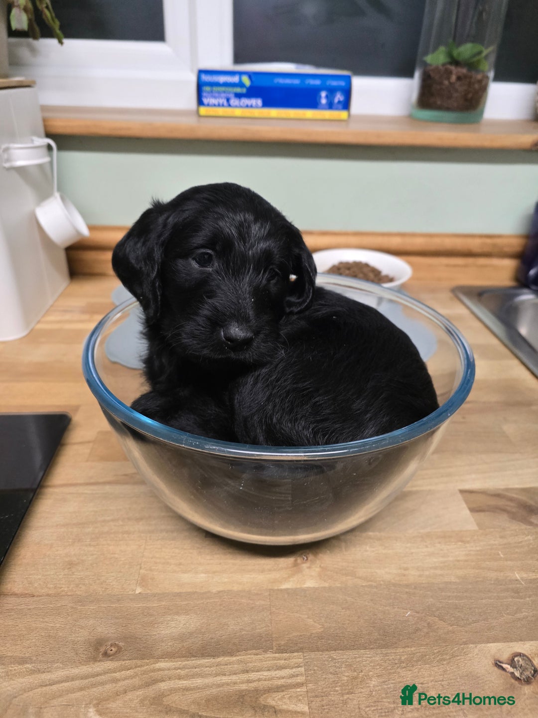 Labradoodle dogs for sale: Only one gorgeous girl left - Advert 9