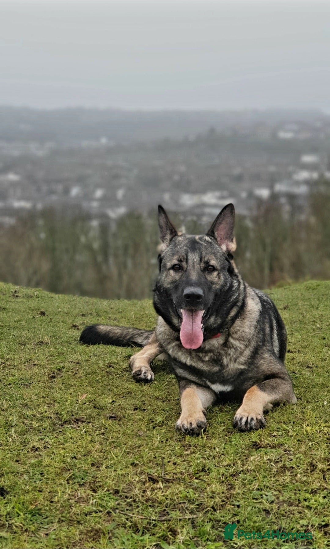 German Shepherd dogs German Shepherd (7) – Experienced Home Needed - Advert 1