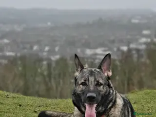 German Shepherd dogs German Shepherd (7) – Experienced Home Needed - Advert 1