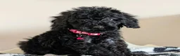 Cavapoochon dogs for sale: Extensively Tested Cavapoochons Fully Vaccinated  - Advert 5