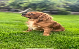 Cavapoochon dogs for sale: Cavapoochon Puppies Looking for Loving Families🐾 - Image 10