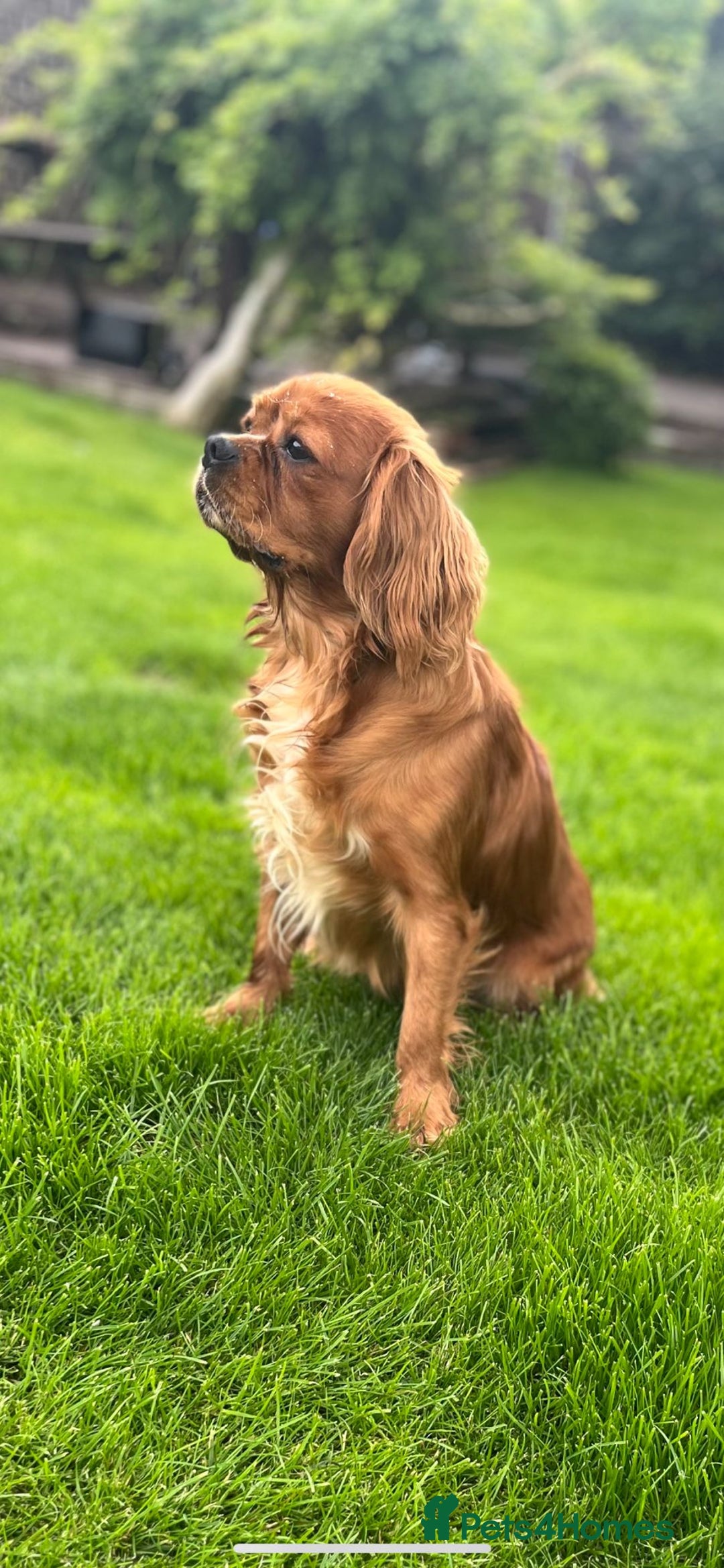 Cavapoochon dogs for sale: Cavapoochon Puppies Looking for Loving Families🐾 - Image 10