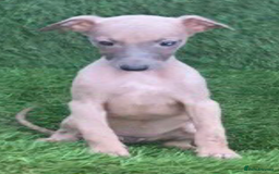 Whippet dogs for sale: Stunning kc reg whippet pups (last few remaining)  - Image 12