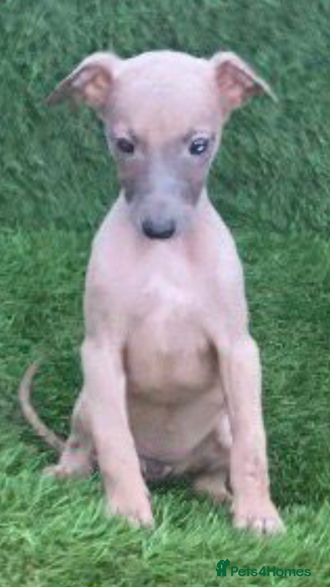 Whippet dogs for sale: Stunning kc reg whippet pups (last few remaining)  - Image 12