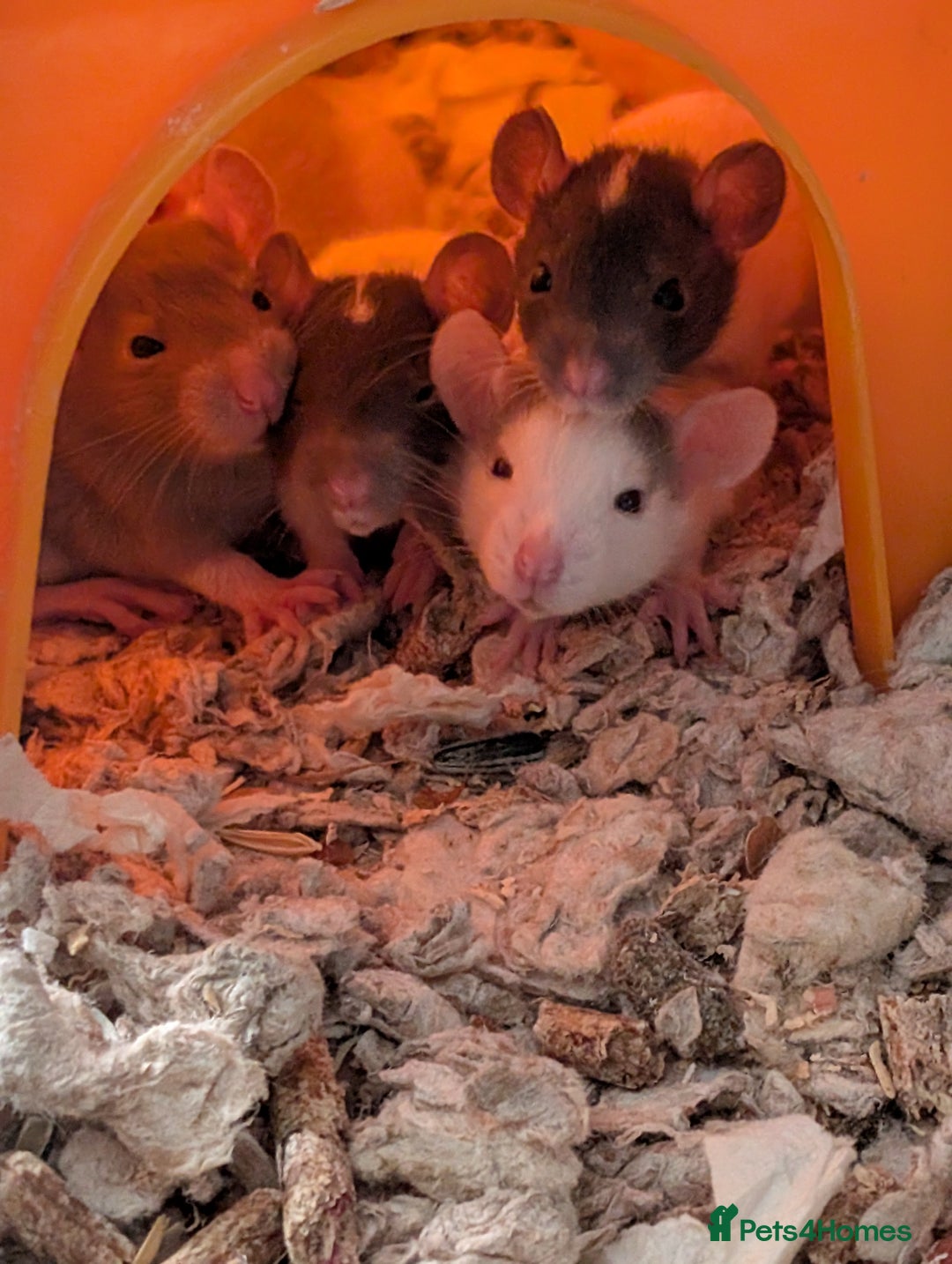 Rat rodents for sale: Adorable baby Dumbo rats only 2 girls left - Image 2