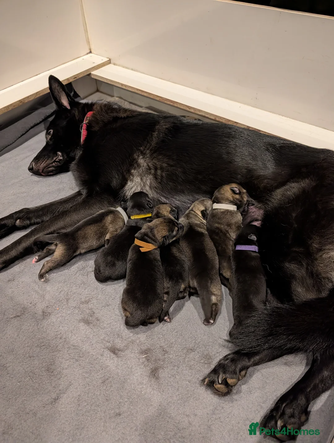 Mixed Breed dogs for sale: Akita x German shepherd chunky puppies - Advert 6