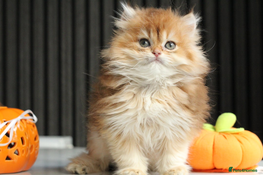 British Longhair cats for sale: Last Golden Chinchilla ny12 LH kitty - Image 6