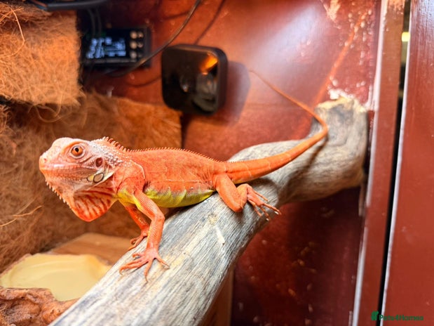 Iguana reptiles - Advert 1