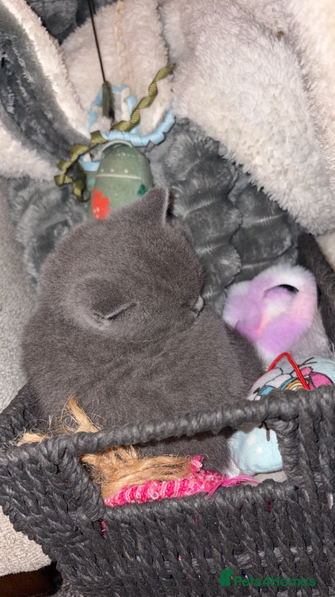 British Shorthair cats *1 Female remaining* British shorthair kittens💛 - Advert 2