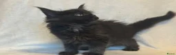 Maine Coon cats for sale: Stunning TICA Maine Coon Kittens active possible  - Advert 20