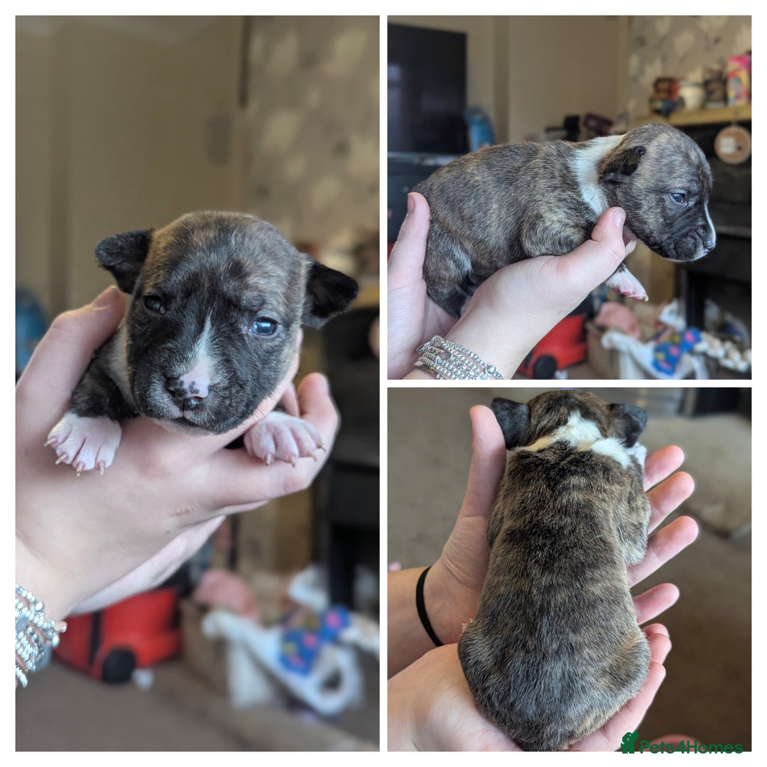English Bull Terrier dogs for sale: 7 gorgeous EBT x puppies - Advert 2