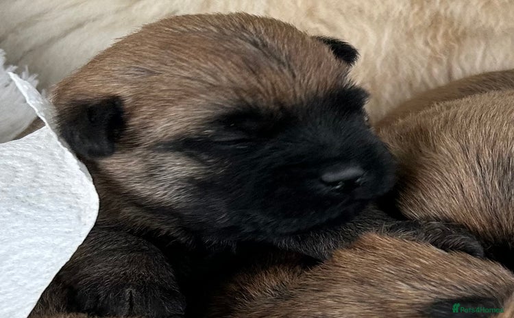 Cairn Terrier dogs - Advert 1