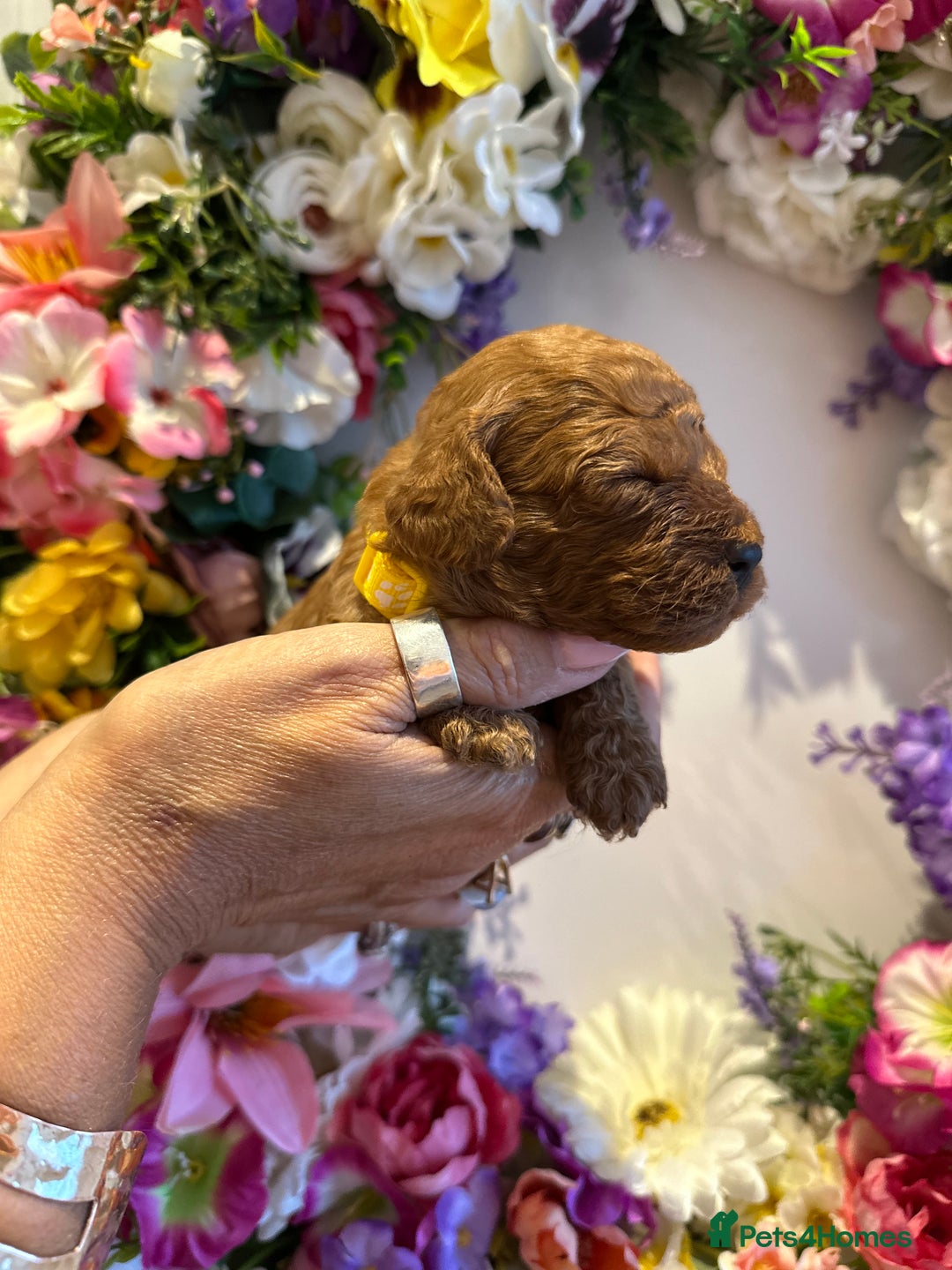 Cavapoo dogs for sale: STUNNING DEEP RED CAVAPOO PUPPIES  - Image 16