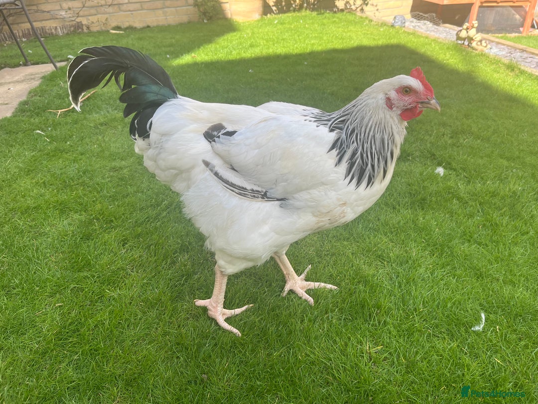 Chickens poultry for sale: Cockerel for sale  - Image 2