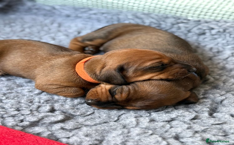 Dachshund dogs - Advert 14