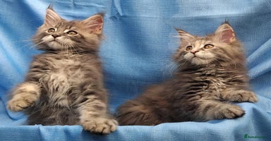 Maine Coon cats - Advert 3