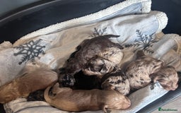 Cockapoo dogs for sale: Cockapoo puppies for sale  - Advert 3