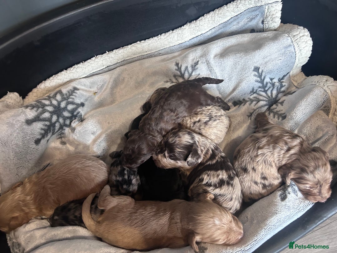 Cockapoo dogs for sale: Cockapoo puppies for sale  - Advert 3