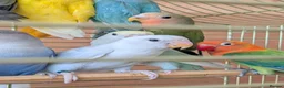 Lovebirds birds for sale: Baby Love Birds🦜 in Flint - Advert 7