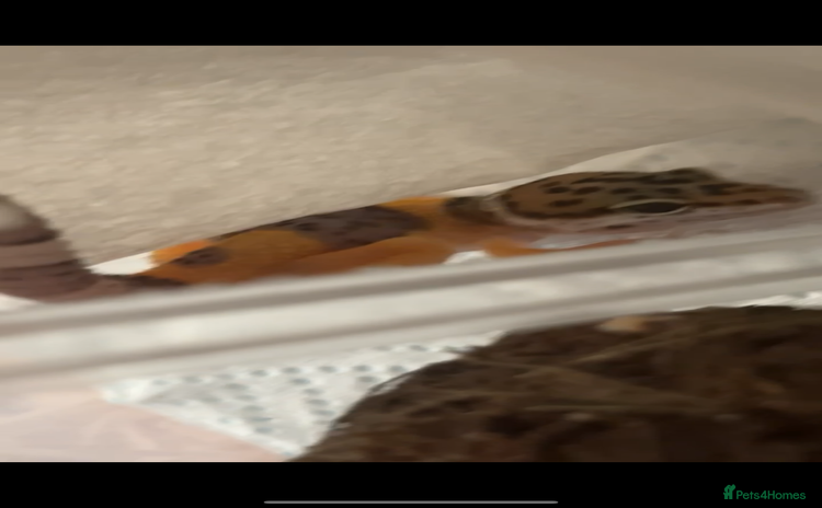 Leopard Gecko reptiles - Advert 1