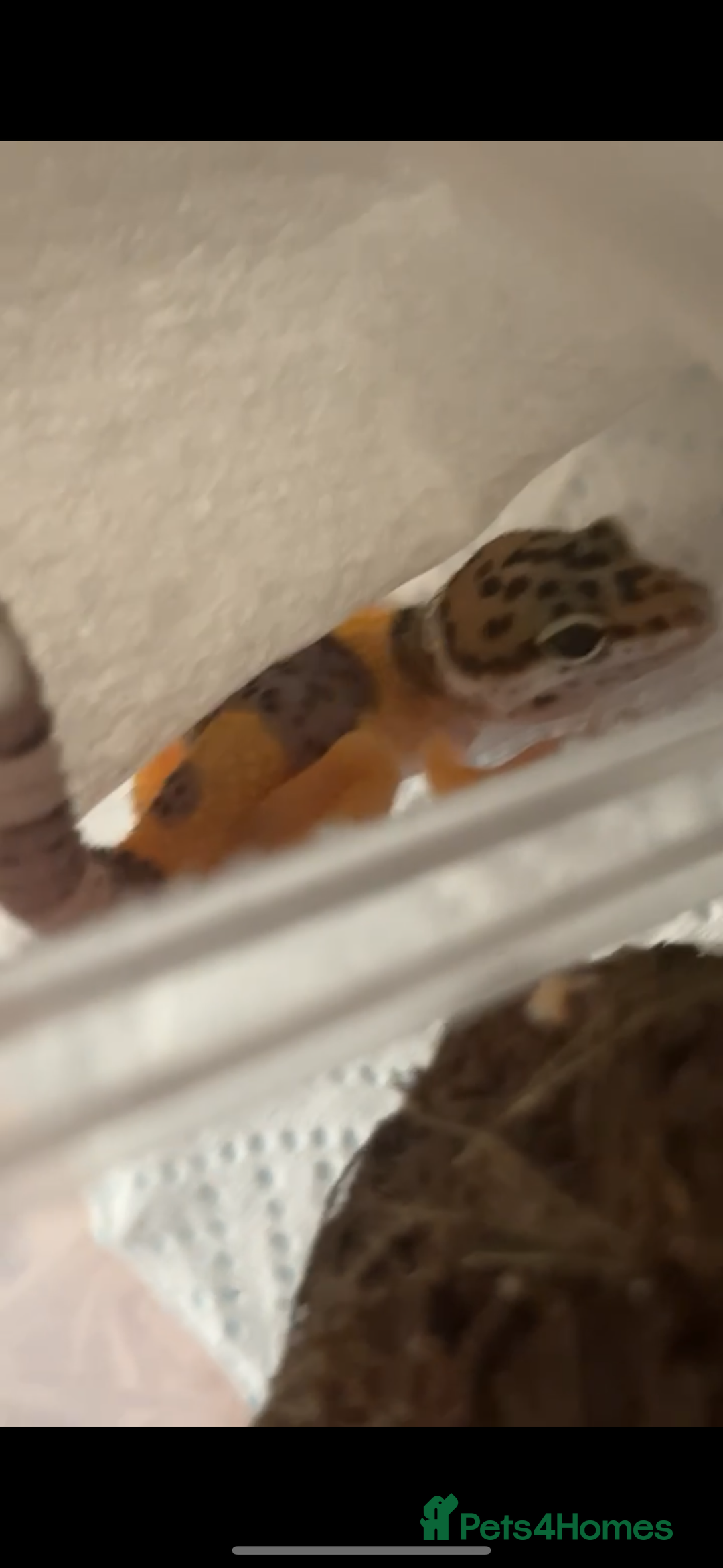 Leopard Gecko reptiles for sale: Baby leopard gecko  - Image 1