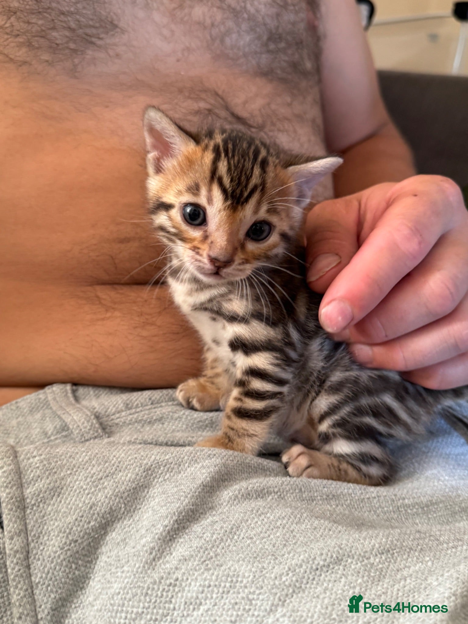 Bengal cats Bengal unregistered kittens.  - Advert 1