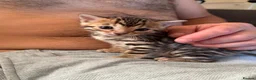Bengal cats for sale: Bengal unregistered kittens.  in Dorchester - Advert 1