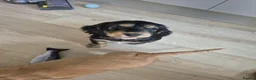 Cocker Spaniel dogs for sale: ​Gorgeous Cocker Spaniel Puppies Sna health tested - Advert 12