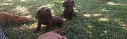 Cocker Spaniel dogs for sale: Kc health tested working cocker spaniel puppies - Advert 3