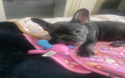 French Bulldog dogs for sale: French bulldog - Image 12