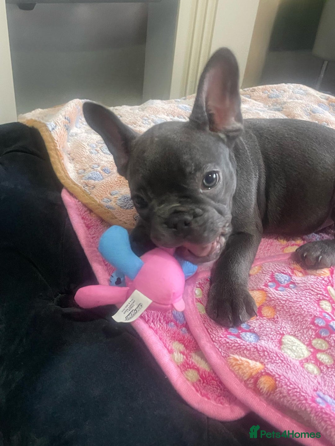 French Bulldog dogs for sale: French bulldog - Image 12