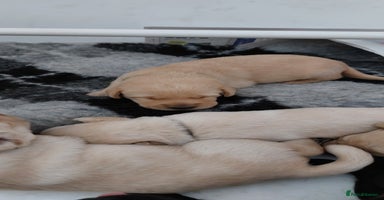 Labrador Retriever dogs - Advert 2