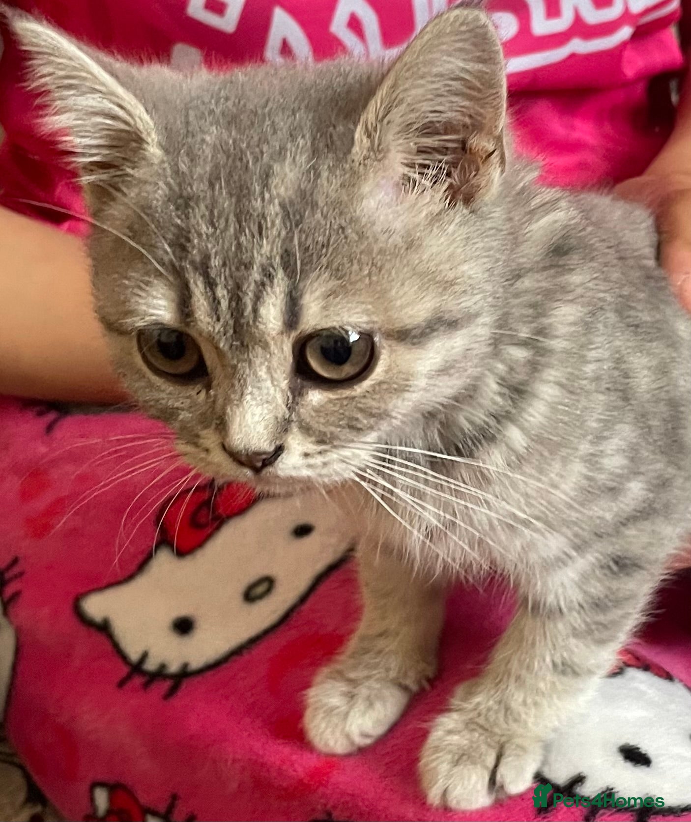 British Shorthair cats for sale: Grey stripe British short hair kitten - Advert 9