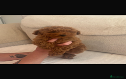 Cockapoo dogs for sale: F1b cockapoo female puppy - Image 4