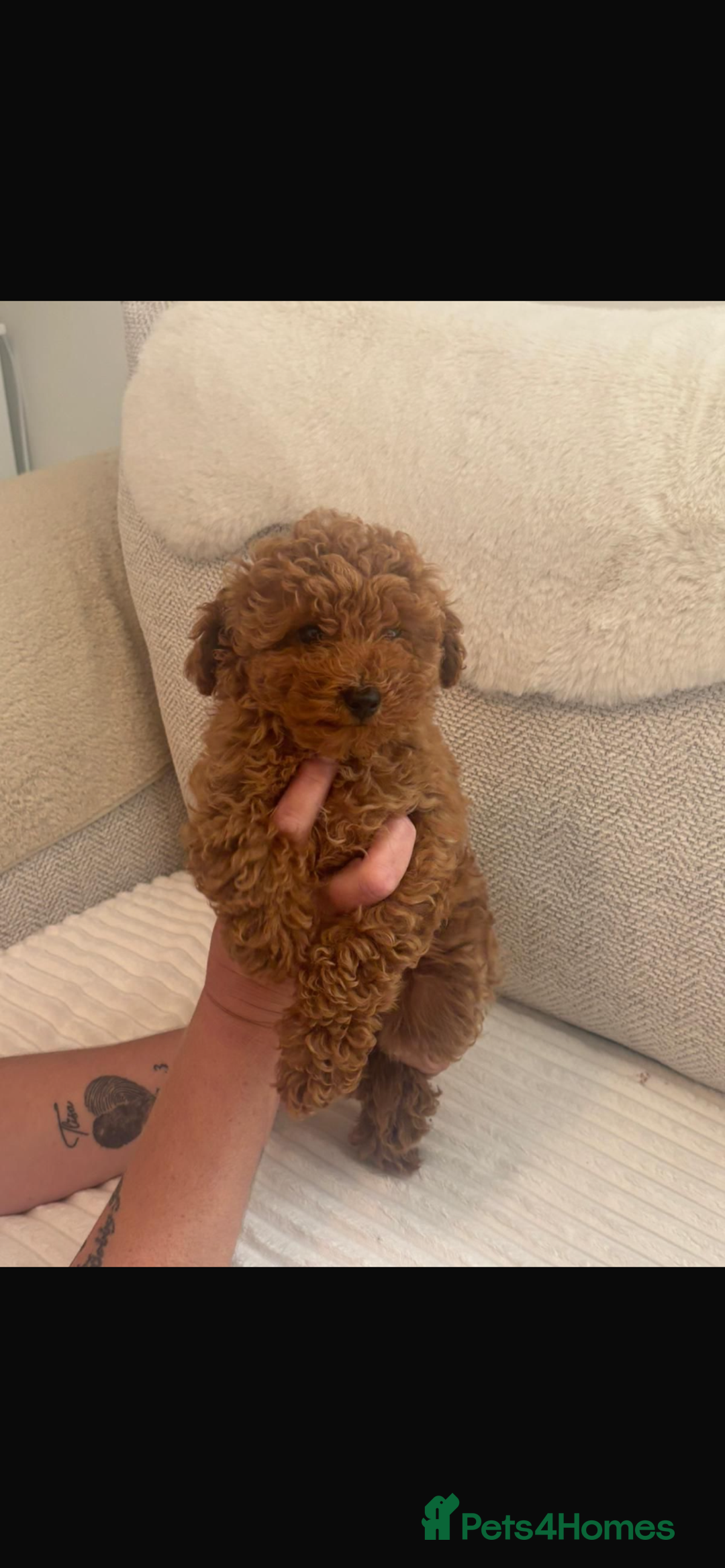 Cockapoo dogs for sale: F1b cockapoo female puppy - Image 4