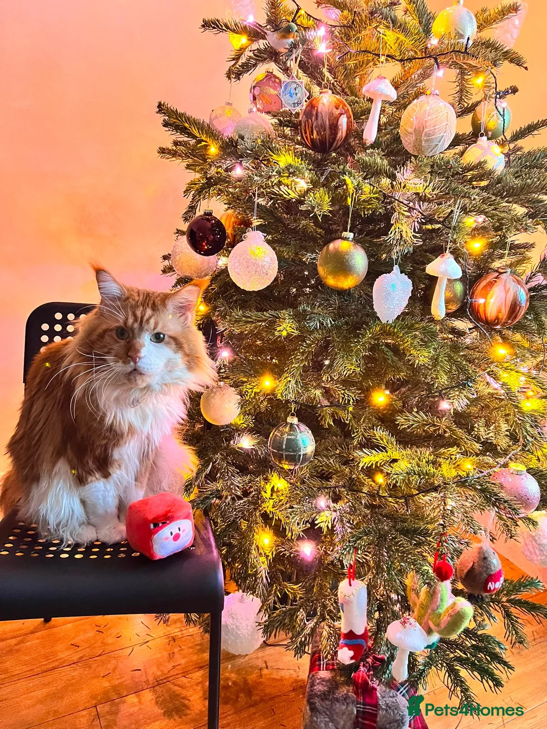 Maine Coon cats for sale: Maincoon 6 years old male - Advert 2