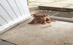 Mixed Breed dogs for sale: Lakeland /Parson bitch puppy - Image 2