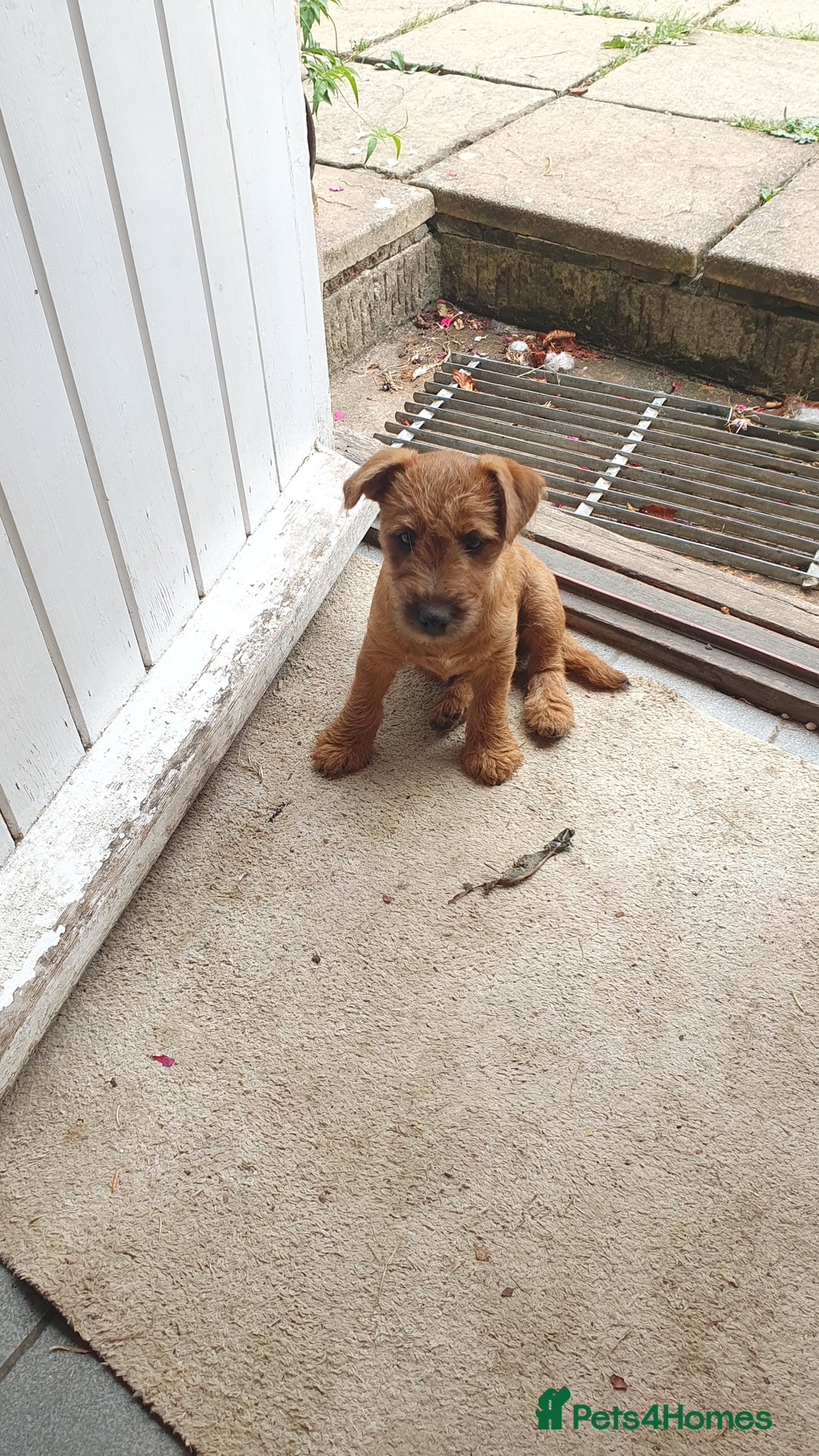 Mixed Breed dogs for sale: Lakeland /Parson bitch puppy - Image 2