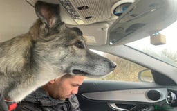 Mixed Breed dogs for adoption: Roona  - Image 9