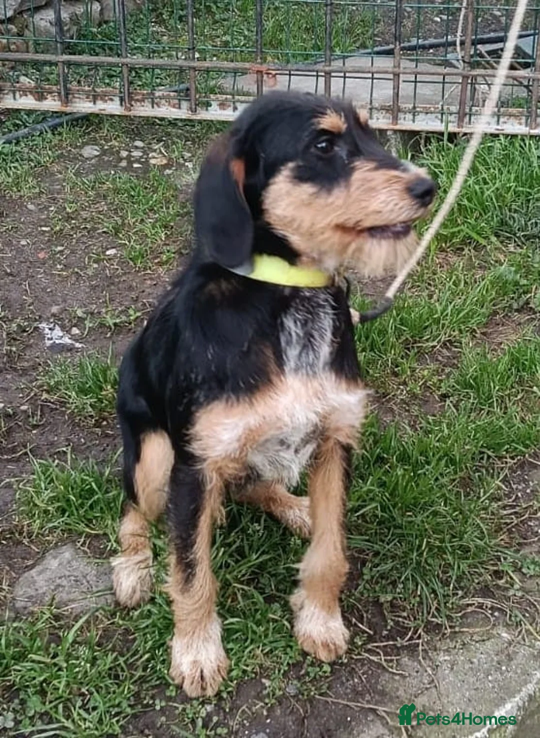 Mixed Breed dogs for adoption: Betsy - a gorgeous wirehaired girl in Matlock - Advert 4