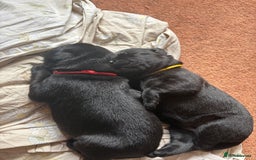 Labrador Retriever dogs for sale: Chunky Black Labrador puppies  - Image 5