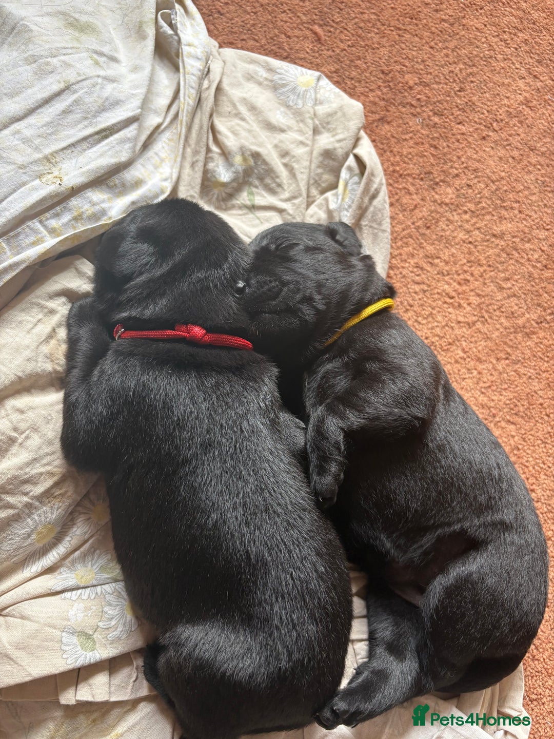 Labrador Retriever dogs for sale: Chunky Black Labrador puppies  - Image 5