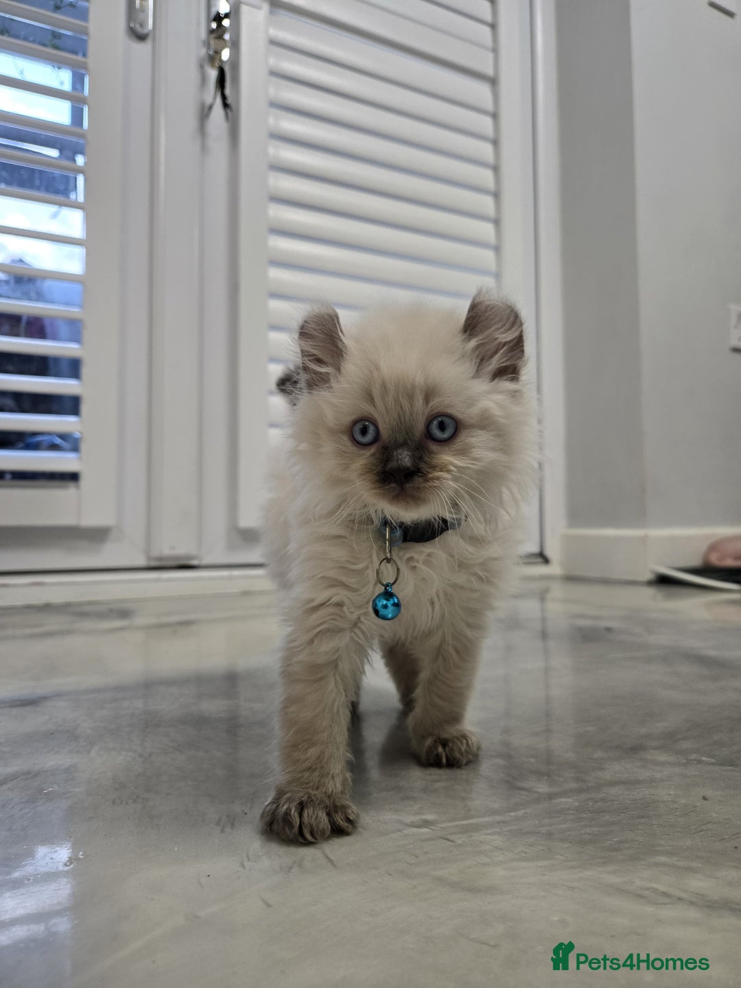 American Curl cats for sale: RARE, Unique, Affectionate American Curl Kittens!  - Advert 33