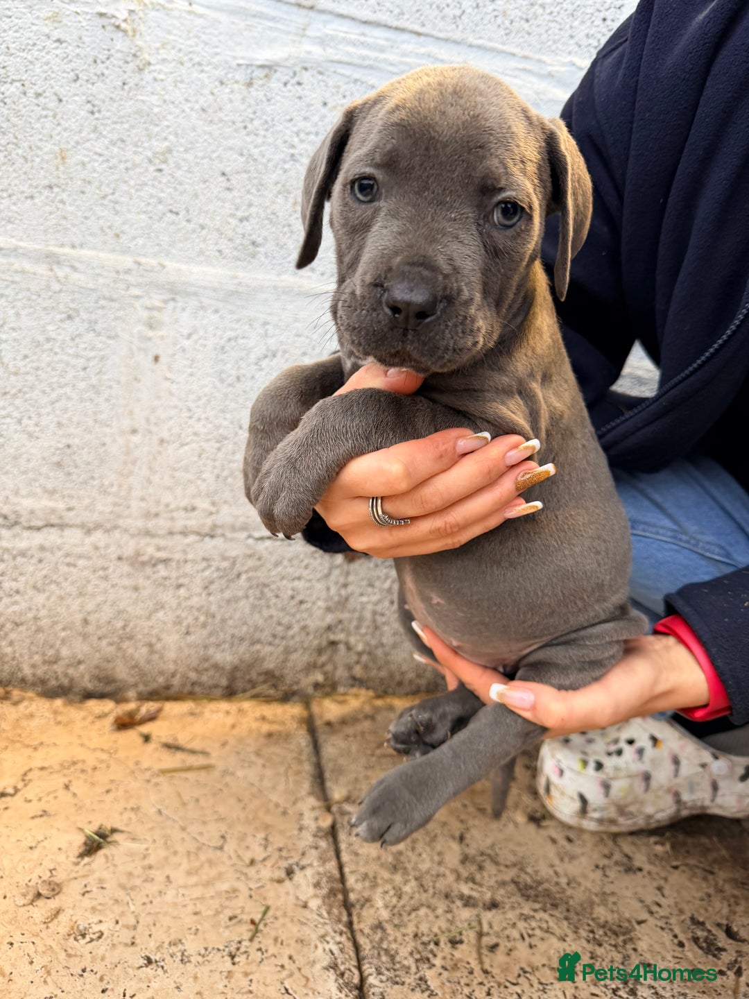 Cane Corso dogs for sale: Beautiful Cane Corso puppies available - Advert 28