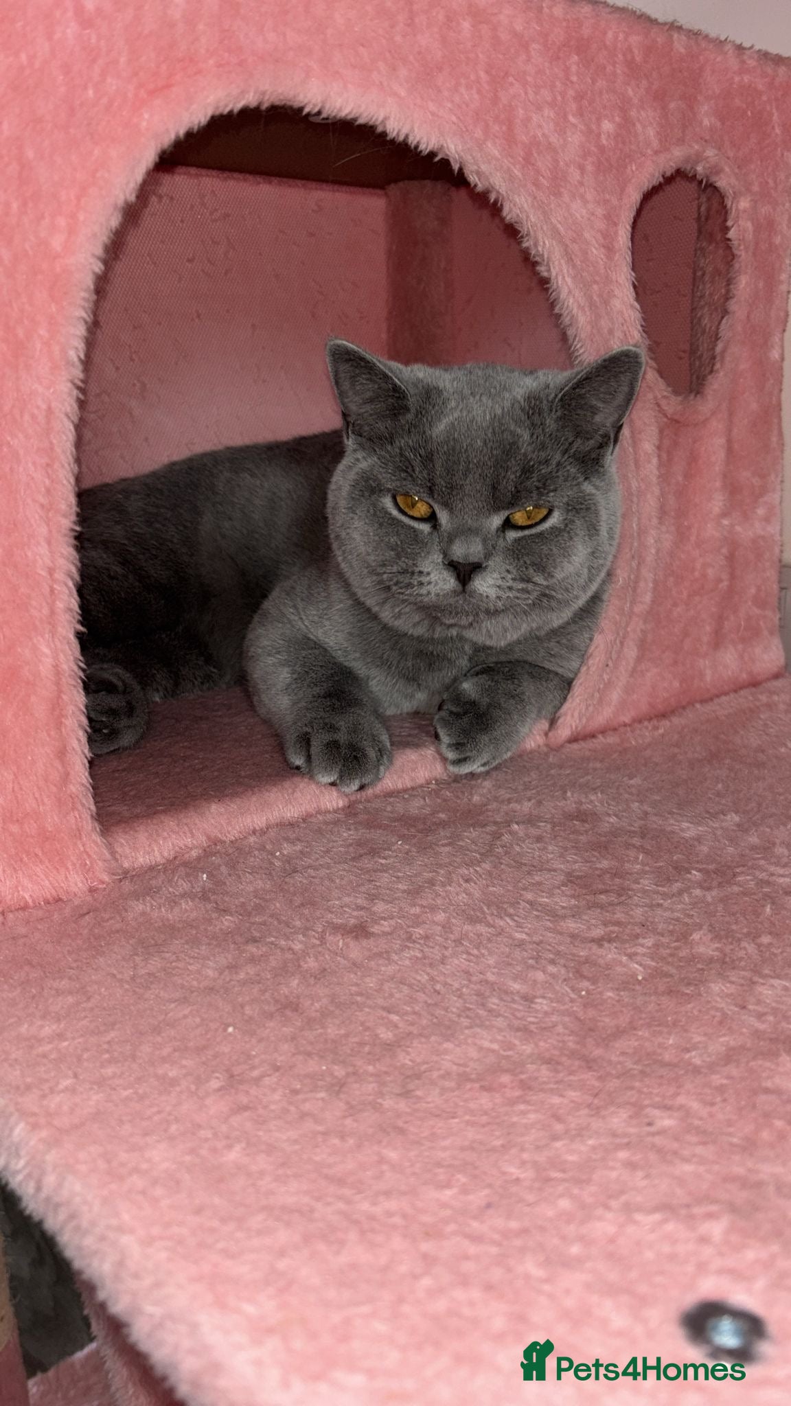 British Shorthair cats 🧸1 Remaining Chunky British Shorthair Kittens🧸 - Advert 12